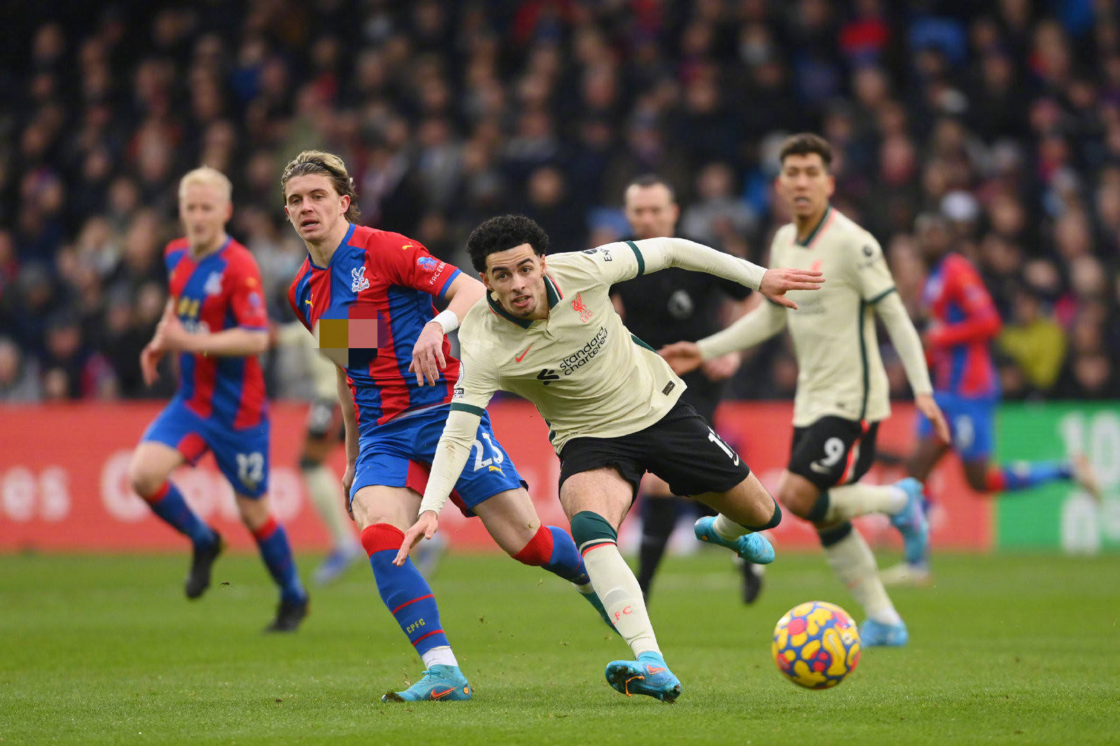 侧股二头肌 侧股二头肌